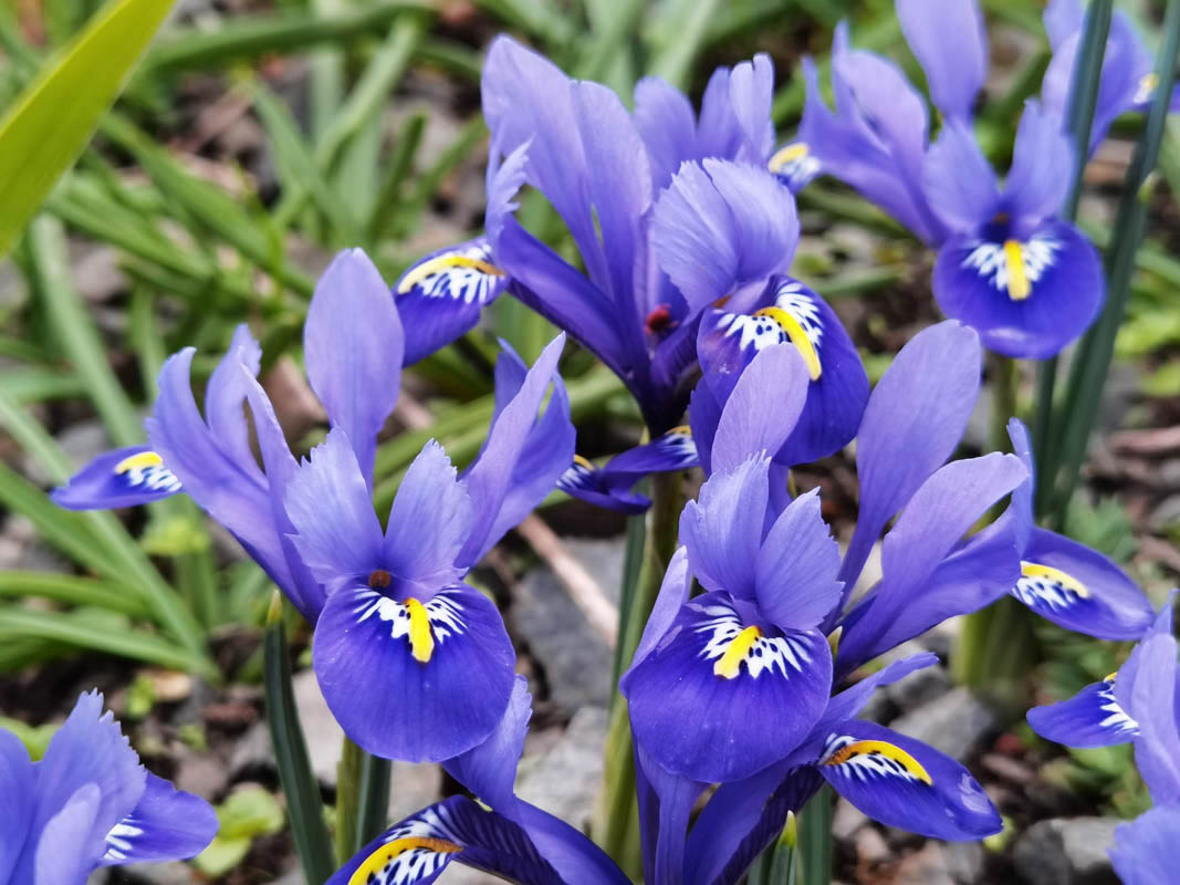 Iris reticulata photo